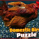 Domestic Birds Puzzle